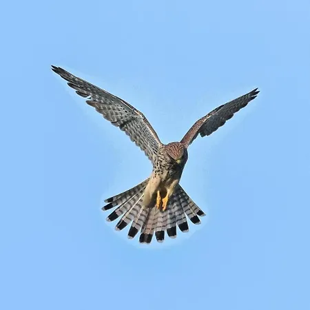 De Trussogne * ウイエ