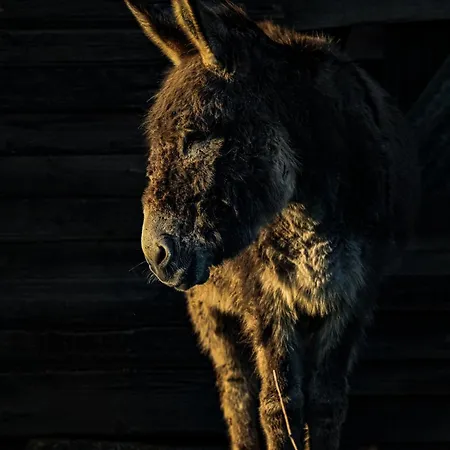 De Trussogne * Houyet